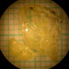 Y2.97Ce.03Ca.2Al5O12