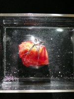 Seeds-Ruby